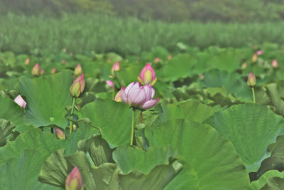 Close-up of pink water lily amidst leaves