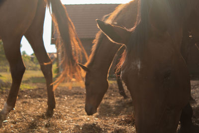 Two horses in a field