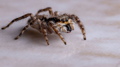 Close-up of spider