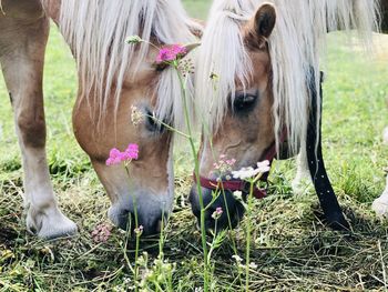 Horses in a field