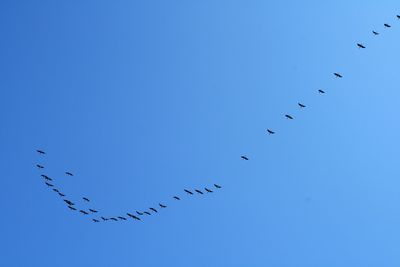 Low angle view of birds flying against blue sky