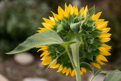 Close-up of yellow flower blooming outdoors