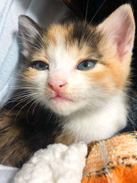 Close-up portrait of cat