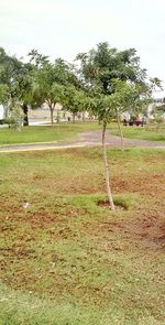 Trees on field against sky