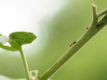 Close-up of insect on leaf