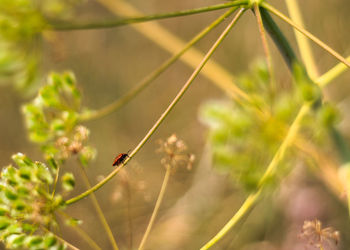 Close-up of bee on plant