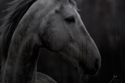 Close-up of horse