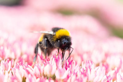 Close-up of bee pollinating on pink flower