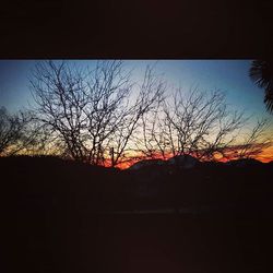 Silhouette of bare trees at sunset