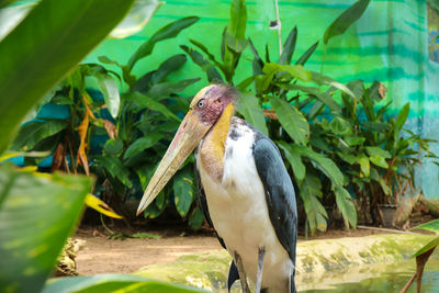 Close-up of bird perching on plant