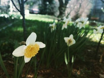 Close-up of white flowers blooming outdoors