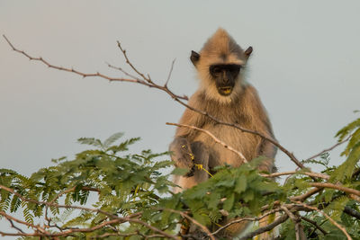 Low angle view of monkey sitting on tree against sky