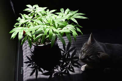 Cat by potted plant