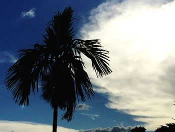 Low angle view of palm tree against sky