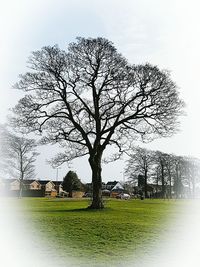 Bare tree against sky