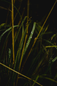 Close-up of grass growing in field