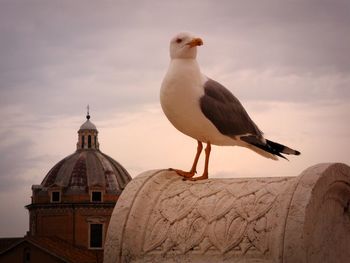 Seagull perching on a temple against sky