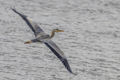 Bird flying over sea