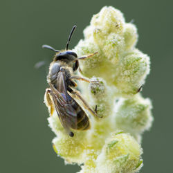 Close-up of insect on flower