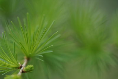 Close-up of leaves