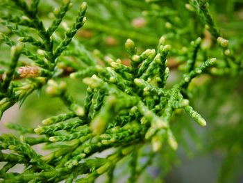 Close-up of fresh green plant