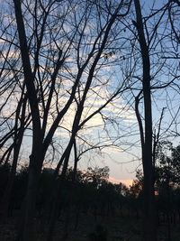 Low angle view of silhouette trees against sky