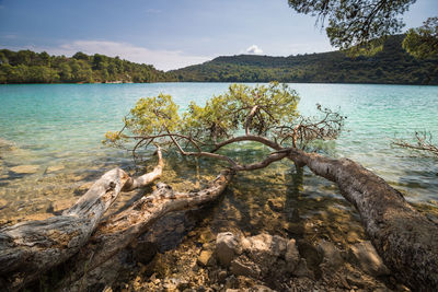 Tree by lake in forest against sky