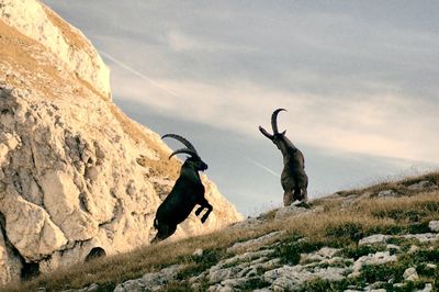 Mountain goats fighting against sky