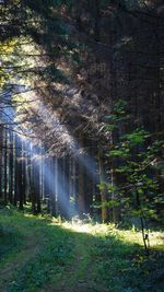 Trees growing in forest