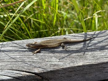 Close-up of lizard on wood