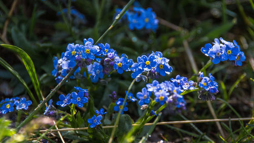 Close-up of purple flowering plants on field