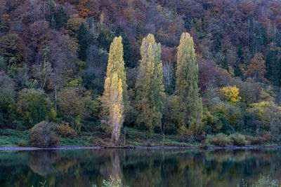 Trees by lake in forest during autumn