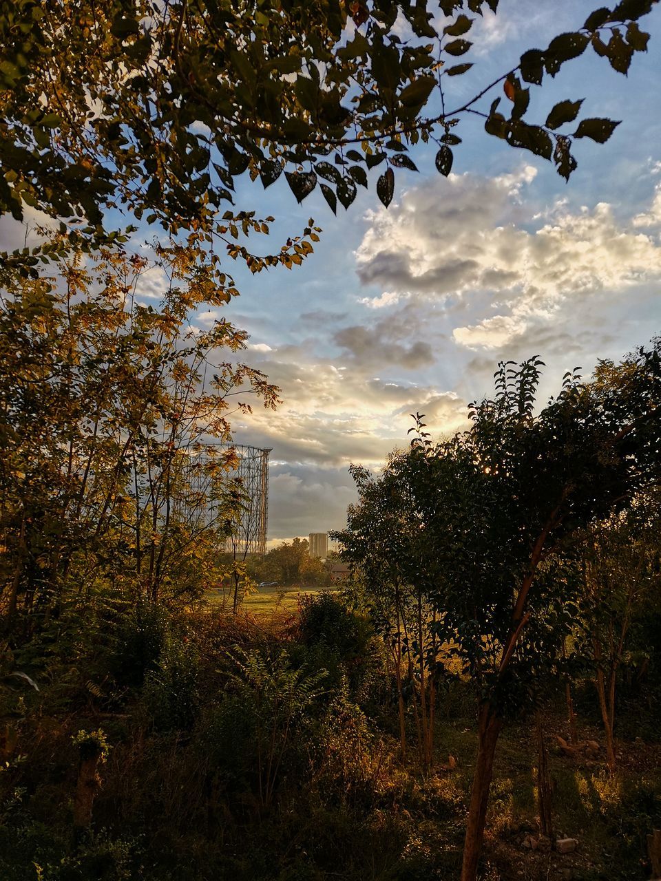 LOW ANGLE VIEW OF TREES ON FIELD AGAINST SKY DURING SUNSET