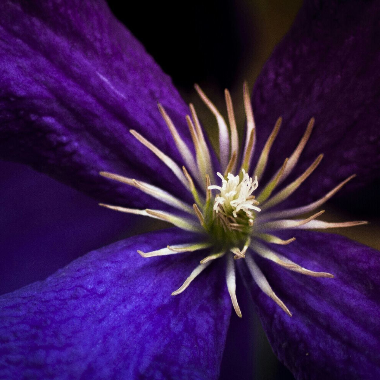 flower, petal, purple, fragility, flower head, freshness, beauty in nature, close-up, growth, pollen, nature, stamen, blooming, in bloom, single flower, blue, blossom, no people, plant, selective focus