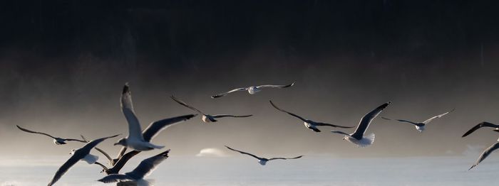 Low angle view of birds flying in the sky