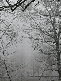 Bare tree by lake against sky
