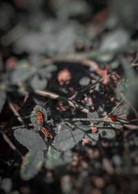 Close-up of spider