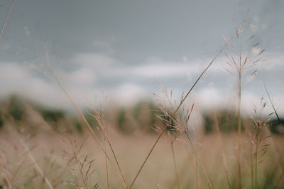 Close-up of crops on field against sky