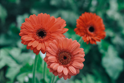 Close-up of fresh orange flowers blooming outdoors