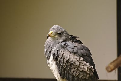 Close-up of owl perching on branch