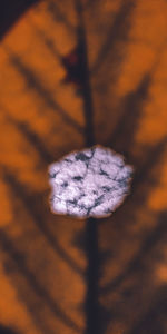 Close-up of ice cream on wood