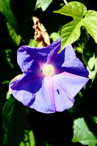 Close-up of purple flower blooming outdoors
