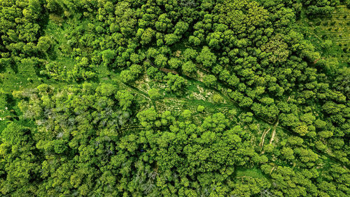 High above a natural forest the trees bloom in springtime in rural wisconsin usa