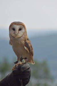 Close-up of owl perching on hand