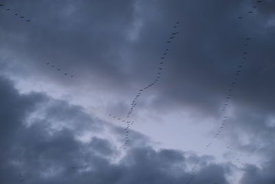 Low angle view of birds flying in sky