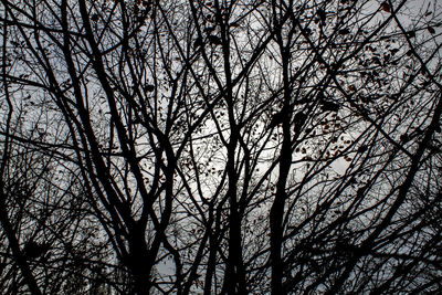 Low angle view of bare trees against sky