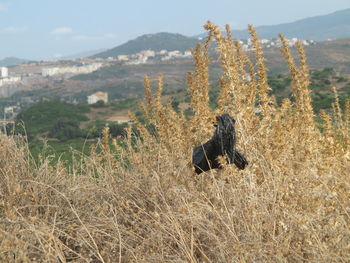 View of an animal on field