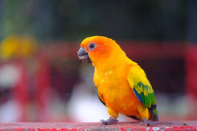 Close-up of parrot