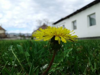 Close-up of yellow sunflower growing on field against sky