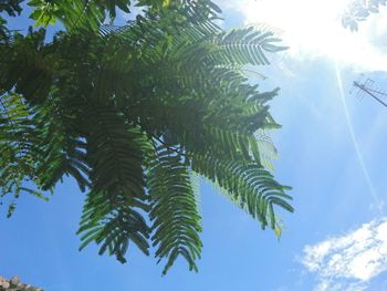 Low angle view of palm tree against sky